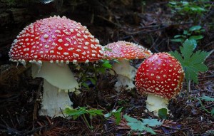 Amanita-muscaria-300x191